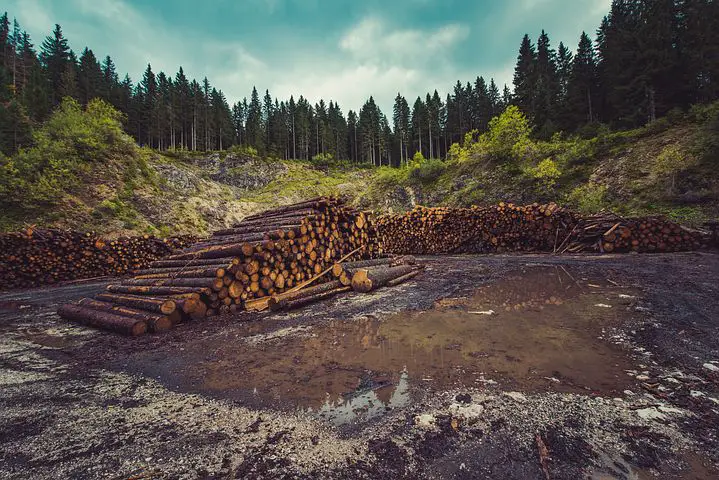 Deforestation causes and impacts,