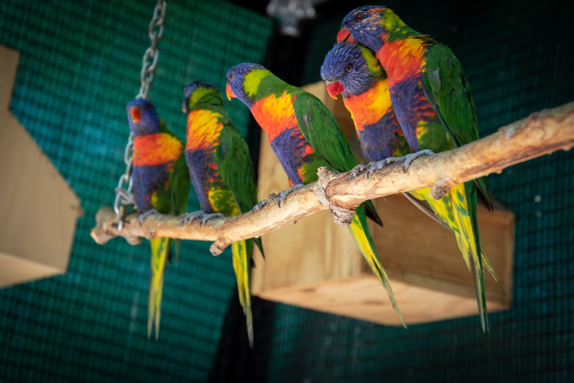Essay on parrots 